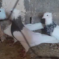 کبوتر طوقی جفتگاه|پرنده|تایباد, |دیوار