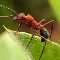 فروش سم،مورچه،سوسک،مارمولک وغیره