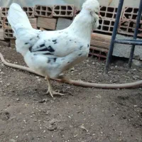 گلین مولد اصیل استثنایی ،تخمگذار