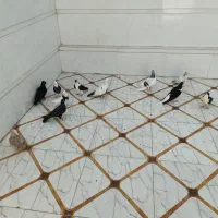 کبوتر رنگی|پرنده|بندر ماهشهر, |دیوار