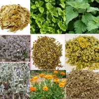 خرید و فروش انواع گیاهان دارویی|آرایشی، بهداشتی، درمانی|اردبیل, |دیوار