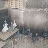 پلاکی