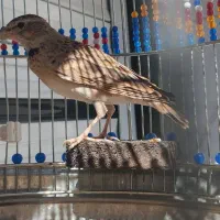 سهره خاکی|پرنده|کبودرآهنگ, |دیوار