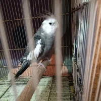 عروس|پرنده|هامون, |دیوار