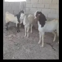 دوتا کهره نر چاق درشت