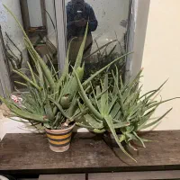 کاکتوس اوپن تیا( گوشتی ) و آلوورا