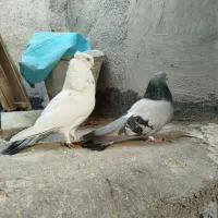 یک جفت نر و ماده|پرنده|شهرکرد, |دیوار