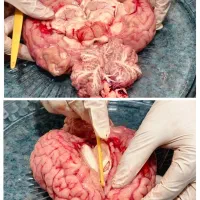 تدریس علوم وزیست شناسی|خدمات آموزشی|ارومیه, |دیوار