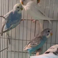 عروس هلندی و مرغ عشق|پرنده|مرودشت, ابوذر شمالی|دیوار