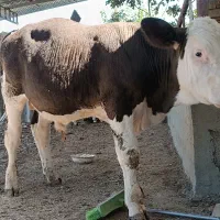 گوساله نر|حیوانات مزرعه|گنبد کاووس, |دیوار