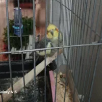 عروس هلندی نر خاکستری