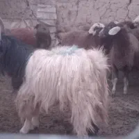 (چکی۱۵تا۳۰روز) قوچ پلنگی ودوبر.بره میش بز فروخته د|حیوانات مزرعه|داران, |دیوار