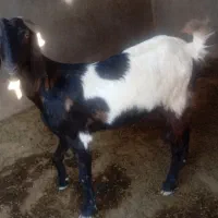 تیشتر بز داشتی