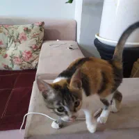 بچه گربه ملوس