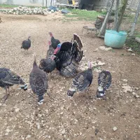 فروش ۹ عدد بوقلمون