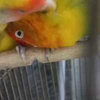 جفت کوتوله