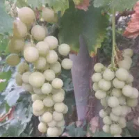 فروش انجیرکیلویی۵۰،انگورلعل وعسگری۶۰|خوردنی و آشامیدنی|رویان, |دیوار