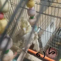 عروس هلندی  وقفس