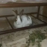 خرگوش|موش و خرگوش|فارسان, |دیوار