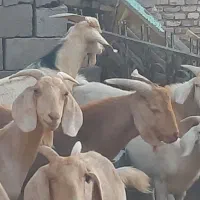 فروش چند راس کره چپیش وتعدادی بز