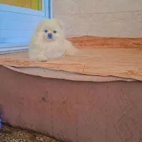 پامر امپریال