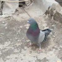 کبوتر سبز بپر