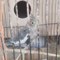 ۲ سال که دارم تنها هستش میخوام بفروشم