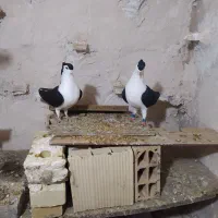 جفت ساده کاکلی اصل