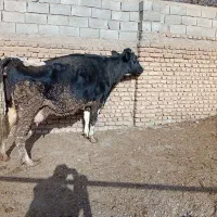 گاو شیری ابستن|حیوانات مزرعه|کوهسار (البرز), |دیوار