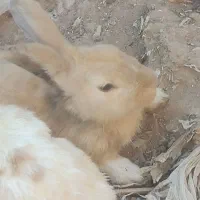 خر گوش|موش و خرگوش|رفسنجان, |دیوار