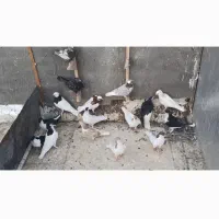 ۳۰ تا کفتر رنگه|پرنده|ششطراز, |دیوار