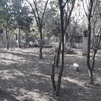 فروش زمین ۳۰۰متری مسکونی|فروش زمین و ملک کلنگی|ماکلوان, |دیوار