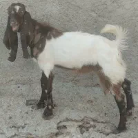 نر ماده