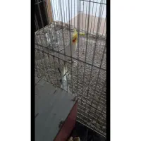 عروس هلندی ماده بالغ