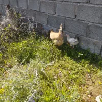 یک عدد مرغ محلی