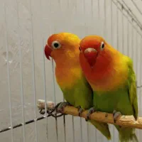 طوطی کوتوله