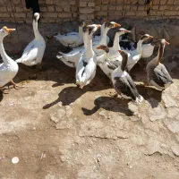 غاز قوغاز|حیوانات مزرعه|نهاوند, |دیوار