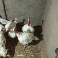 بقلمون گوشتی|حیوانات مزرعه|چناران, |دیوار