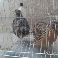 بلدرچین گوشتی و جوجه یک روزه