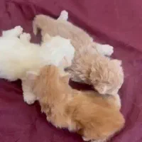 توله گربه میکس پرشین شیر خوار دوتا