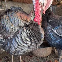 بوقلمون محلی