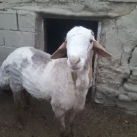 قوچ