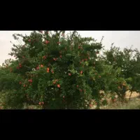باغچه 500 متری با دسترسی فوق‌العاده