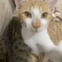 واگذاری گربه نارنجی و پلنگی|گربه|رشت, بوسار|دیوار