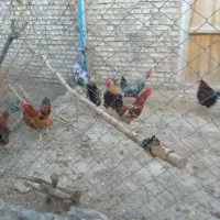 خروس محلی|حیوانات مزرعه|مرند, |دیوار