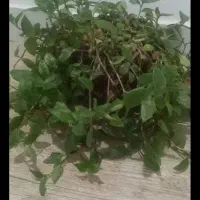 گل طبیعی|گل و گیاه طبیعی|شیروان (خراسان), |دیوار