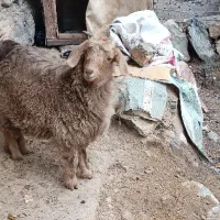 دو عدد بزغاله درجه یک ،گوسفند،بره|حیوانات مزرعه|جوانرود, |دیوار
