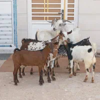 کهره نزار زه نکرده ونری شهری