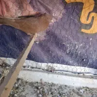 کبوتر جهت معاوضه|پرنده|چوار, |دیوار