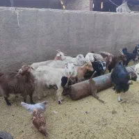 بره وبزغاله خوراک خور میش شال بز آبستن|حیوانات مزرعه|قم, شهر قائم|دیوار